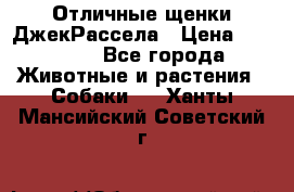 Отличные щенки ДжекРассела › Цена ­ 50 000 - Все города Животные и растения » Собаки   . Ханты-Мансийский,Советский г.